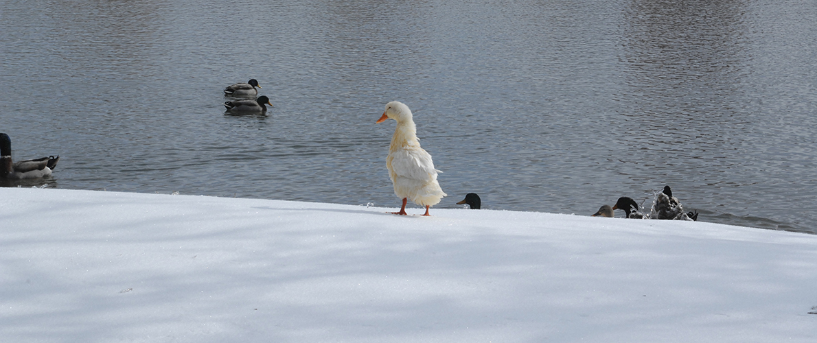 banner campus winter 3