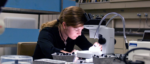 A person at a microscope studies samples. 