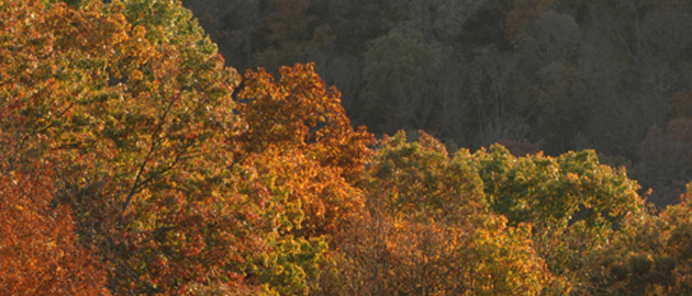 fall foliage